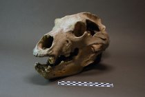 Groaner skull - with CM ruler